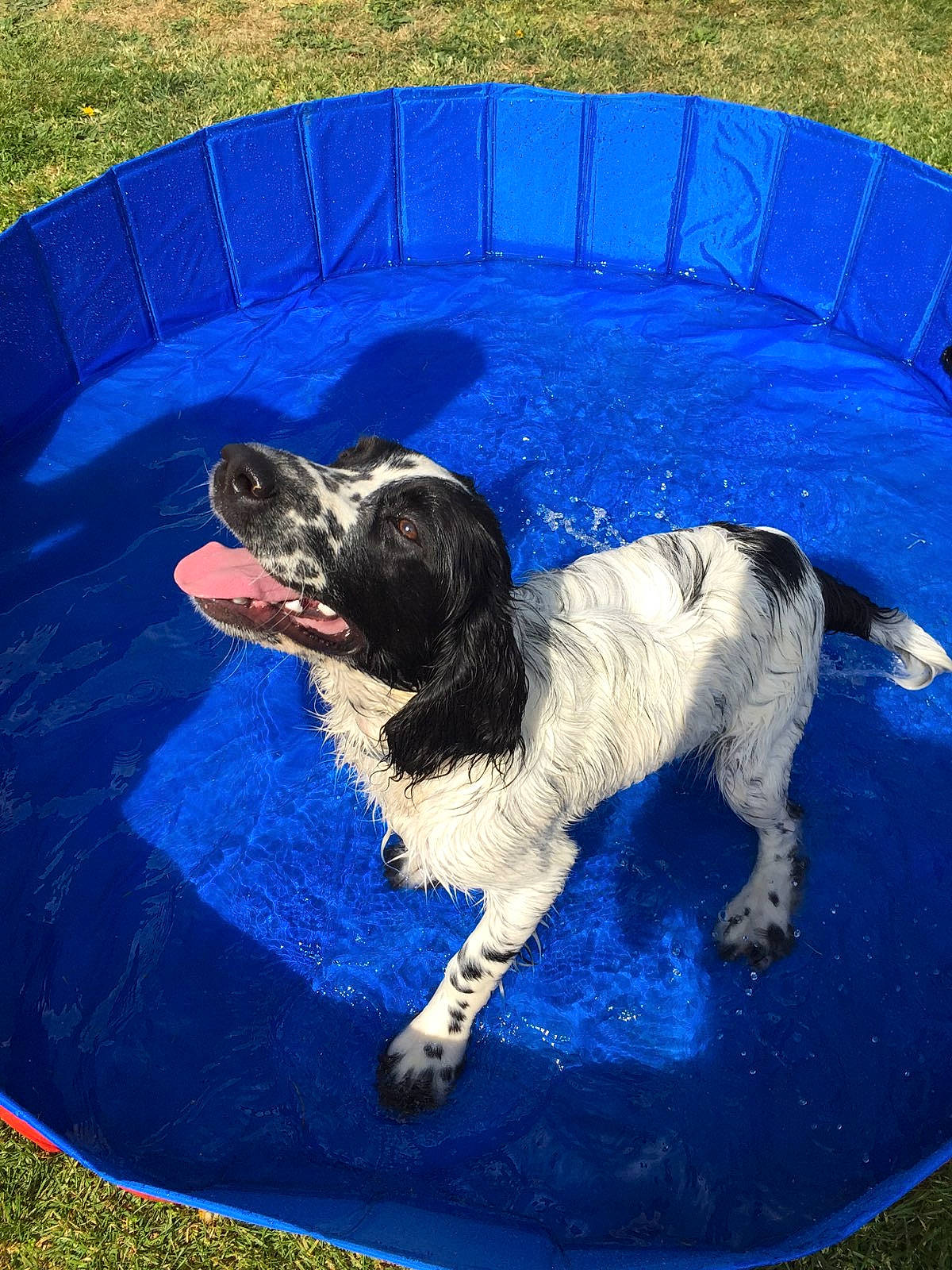 Pilou participe au concours pour gagner de l'argent avec cette photo : art, blue, canidae, carnivore, companion_dog, dog, dog_breed, dog_supply, electric_blue, fun, grass, gun_dog, leisure, pet_supply, recreation, sporting_group, tail, water, working_animal, working_dog