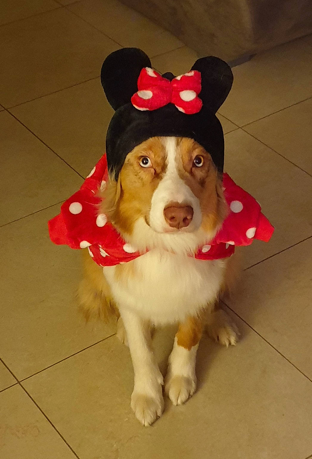 Pika participe au concours pour gagner de l'argent avec cette photo : canidae, carnivore, collar, companion_dog, costume_hat, dog, dog_breed, dog_clothes, dog_collar, dog_supply, event, fashion_accessory, fawn, fur, leash, pet_supply, snout, sporting_group, whiskers, working_animal