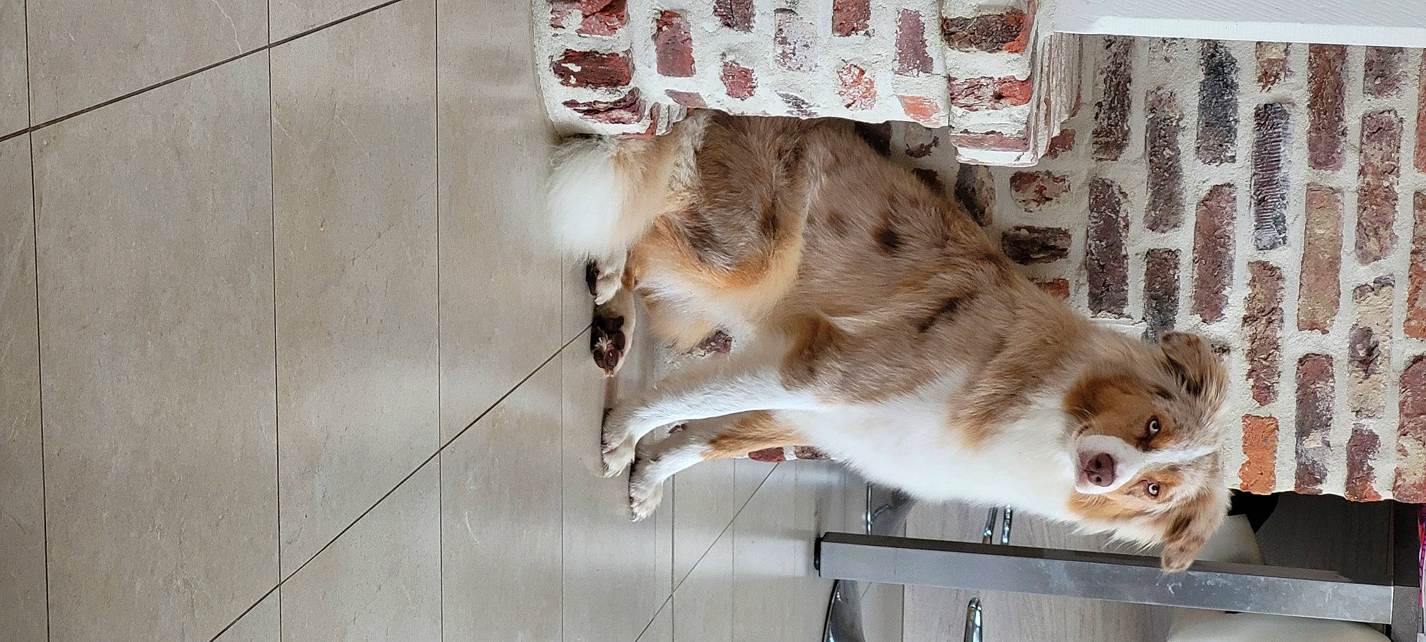 Pika a rejoint le concours — aidez-le/la à gagner de superbes lots ! animal_shelter, canidae, carnivore, collar, companion_dog, dog_breed, domestic_short_haired_cat, fang, fawn, felidae, fur, goat, goats, pet_supply, small_to_medium_sized_cats, snout, sporting_group, tail, terrestrial_animal, whiskers