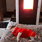 Hadjy a rejoint le concours — aidez-le/la à gagner de superbes lots ! dog, red_sweater, sleeping, fluffy_bed, heater, warm_light, black_and_white_floor, checkered_floor, wooden_furniture, indoor, cozy, pet, resting, quiet, relaxed, floor_tiles, small_dog, home, comfort, winter