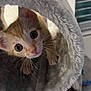 Cedric is registered to the contest to win money with this photo: kitten, cat, orange_cat, white_cat, cat_tunnel, curious, indoor, pet, feline, whiskers, cute, young_animal, animal, playful, fur, looking_up, close_up, cat_face, pet_toy, domestic_cat