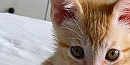 Cedric is registered to the contest to win money with this photo: kitten, cat, orange_tabby, paw, bed, white_bedspread, fur, whiskers, ears, eyes, cute, pet, indoor, furniture, dresser, door, soft_light, curious, young, animal