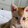kitten, cat, orange_tabby, paw, bed, white_bedspread, fur, whiskers, ears, eyes, cute, pet, indoor, furniture, dresser, door, soft_light, curious, young, animal