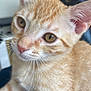 Cedric is registered to the contest to win money with this photo: animal, cat, close_up, closeup, curious, cute, domestic, ears, eyes, feline, fur, indoor, kitten, mammal, orange_tabby, pet, soft, tabby, whiskers, young