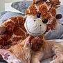 Cedric joined the competition — help win amazing prizes! kitten, sleeping, orange_cat, plush_toy, giraffe, bed, blanket, cozy, cute, soft, nap, pet, animal, indoor, resting, fur, toy, small, peaceful, domestic