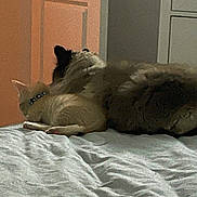 Cedric is registered to the contest to win money with this photo: cat, dog, bed, door, furniture, collar, indoor, pet, animal, sleeping, cozy, fur, resting, home, light, shadow, quiet, snuggling, companion, relaxation