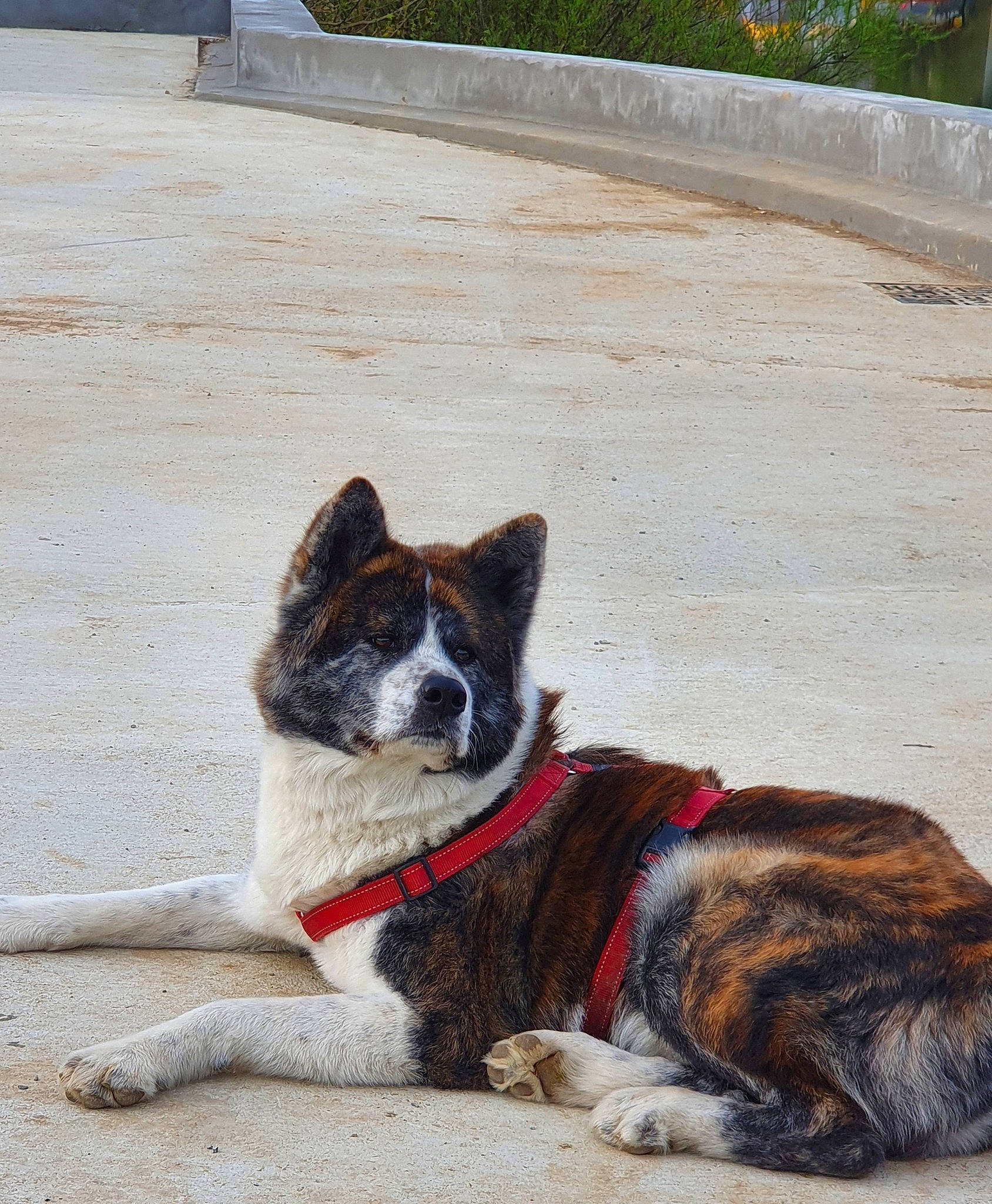 Rylley a rejoint le concours — aidez-le/la à gagner de superbes lots ! art, canidae, carnivore, collar, companion_dog, dog, dog_breed, dog_supply, fawn, fur, leash, line, pet_supply, plant, road_surface, snout, sporting_group, tail, window, working_animal