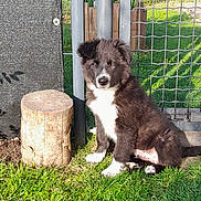 Bolt a rejoint le concours — aidez-le/la à gagner de superbes lots ! puppy, dog, grass, tree_stump, fence, garden, sunlight, outdoor, pet, young_dog, black_and_white, animal, sitting, fur, cute, nature, canine, daylight, playful, adorable