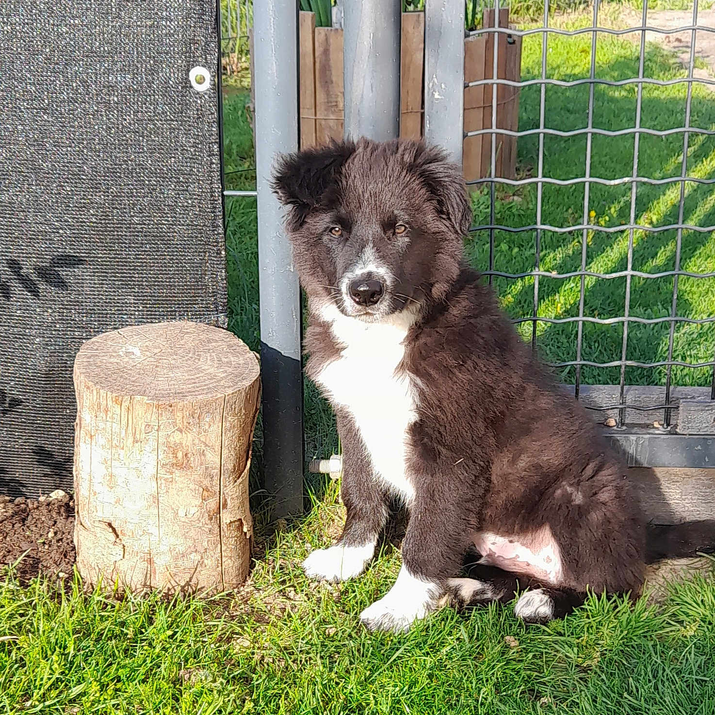Bolt a rejoint le concours — aidez-le/la à gagner de superbes lots ! puppy, dog, grass, tree_stump, fence, garden, sunlight, outdoor, pet, young_dog, black_and_white, animal, sitting, fur, cute, nature, canine, daylight, playful, adorable