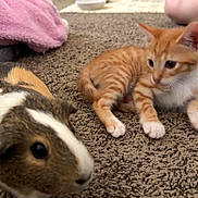 Clementine is registered to the contest to win money with this photo: animal, blanket, carpet, closeup, companion, curious, cute, domestic, floor, furry, guinea_pig, home, indoor, kitten, litter_box, mammal, orange_tabby, pet, resting, small_animal