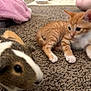 animal, blanket, carpet, closeup, companion, curious, cute, domestic, floor, furry, guinea_pig, home, indoor, kitten, litter_box, mammal, orange_tabby, pet, resting, small_animal