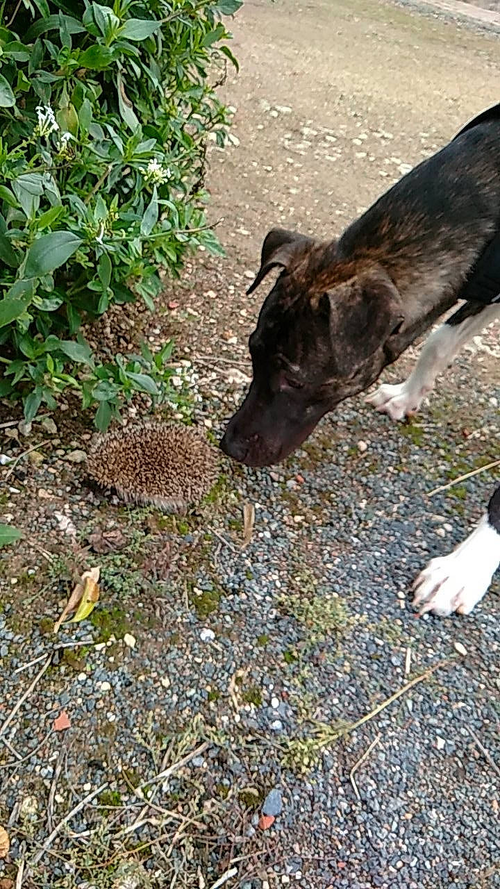 Oreo a rejoint le concours — aidez-le/la à gagner de superbes lots ! canidae, carnivore, dog, dog_breed, plant, soil, sporting_group