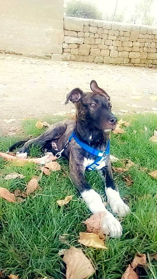 Oreo participe au concours pour gagner de l'argent avec cette photo : american_pit_bull_terrier, canidae, carnivore, companion_dog, dog, dog_breed, grass, lurcher, mammal, plant, puppy, snout, sporting_group, vertebrate