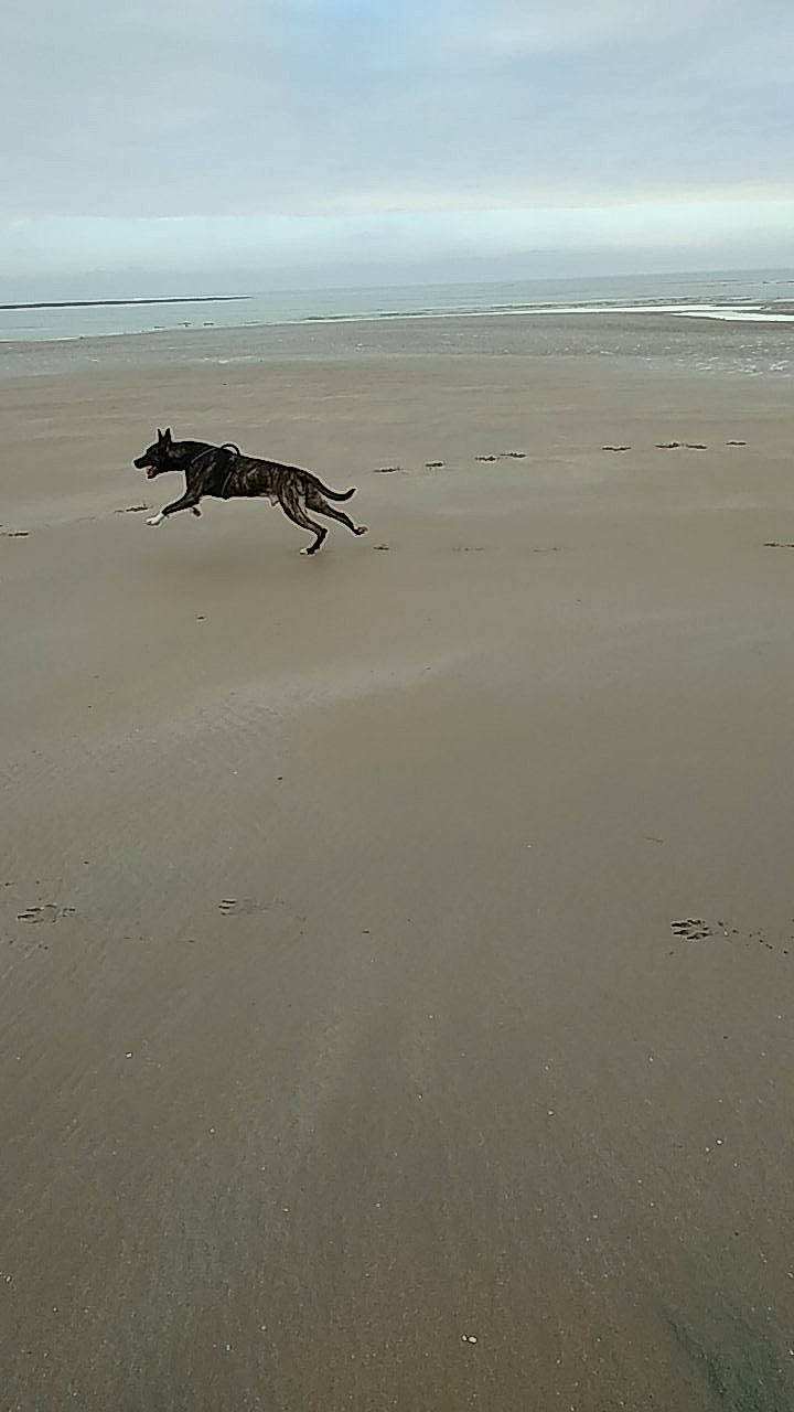 Oreo a rejoint le concours — aidez-le/la à gagner de superbes lots ! beach, canidae, coast, landscape, mudflat, ocean, sand, sea, shore, sporting_group, water