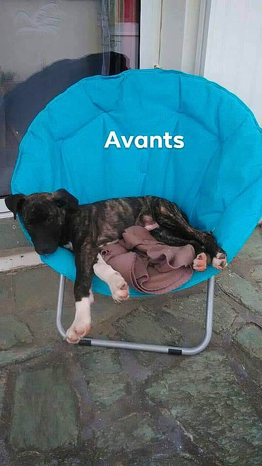 Oreo participe au concours pour gagner de l'argent avec cette photo : canidae, dog_breed, product, sporting_group