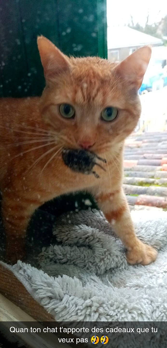 Nougat a rejoint le concours — aidez-le/la à gagner de superbes lots ! aegean_cat, arabian_mau, asian, carnivore, cat, domestic_short_haired_cat, european_shorthair, fawn, felidae, german_rex, kitten, mammal, ojos_azules, polydactyl_cat, small_to_medium_sized_cats, snout, tabby_cat, vertebrate, whiskers