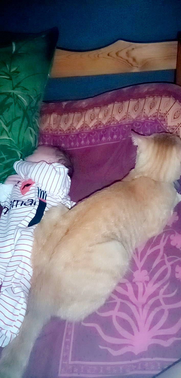 Nougat participe au concours pour gagner de l'argent avec cette photo : bichon, canidae, carnivore, cat, companion_dog, dog, dog_breed, fawn, felidae, lhasa_apso, maltese, nap, non_sporting_group, persian, puppy, shih_tzu, tail, toy_dog