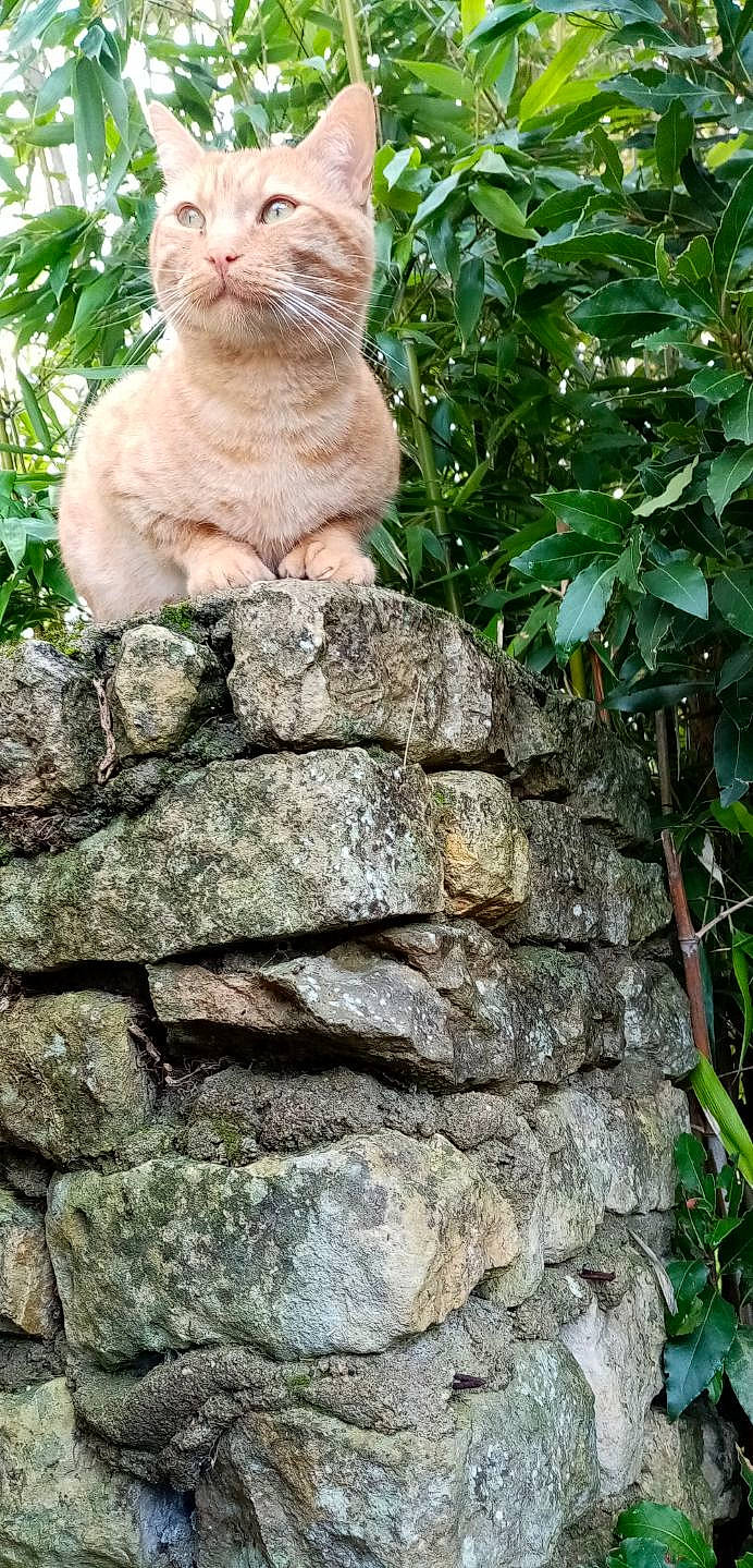 Nougat a rejoint le concours — aidez-le/la à gagner de superbes lots ! bedrock, botany, cat, felidae, iguania, plant, rock, small_to_medium_sized_cats, stone_wall, tabby_cat, tail, tree, trunk