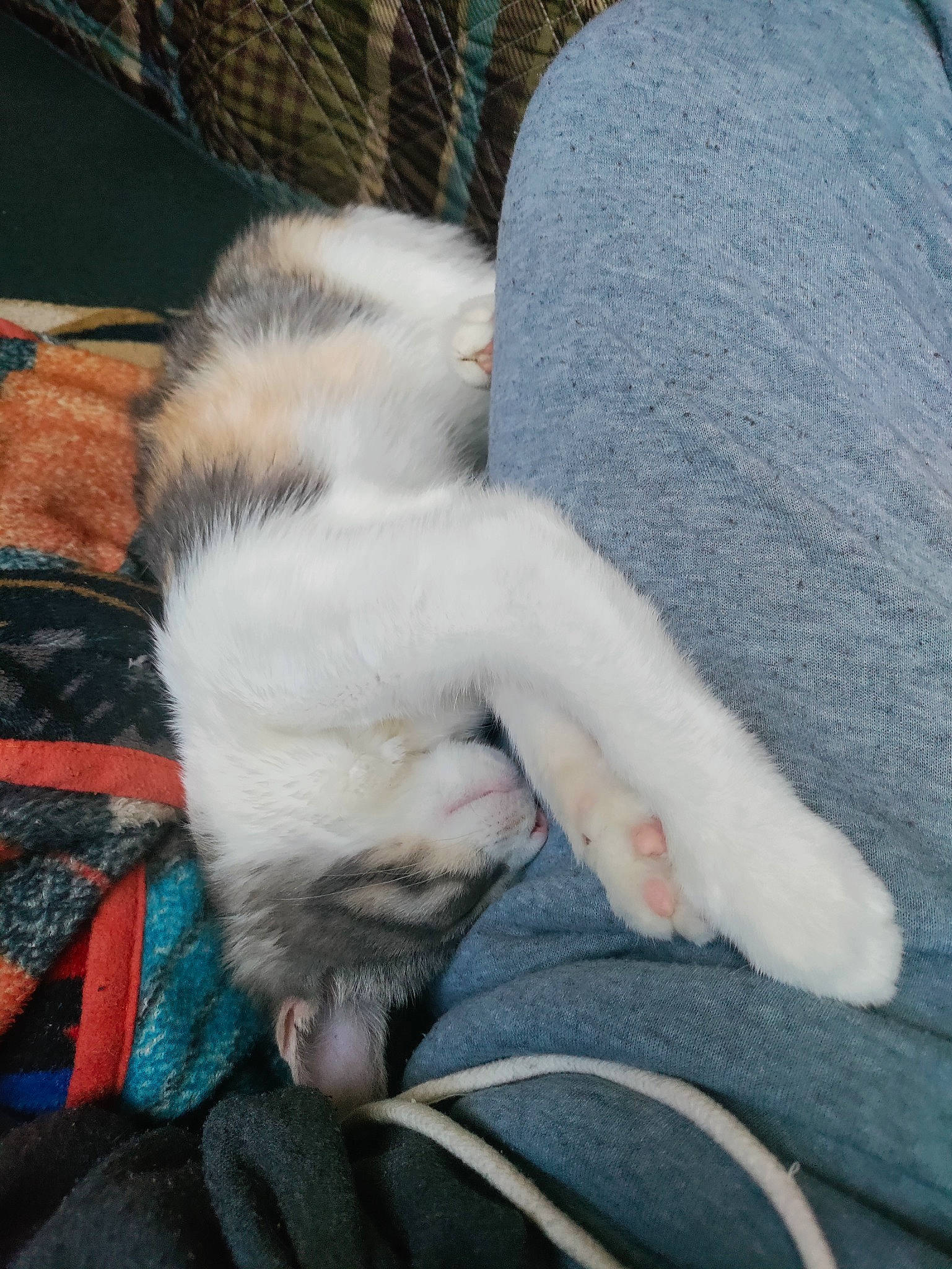 Harley Quinn joined the competition — help win amazing prizes! auto_part, carnivore, cat, claw, comfort, domestic_short_haired_cat, felidae, foot, fur, human_leg, lap, leg, mammal, nail, paw, small_to_medium_sized_cats, snout, tail, whiskers, windshield