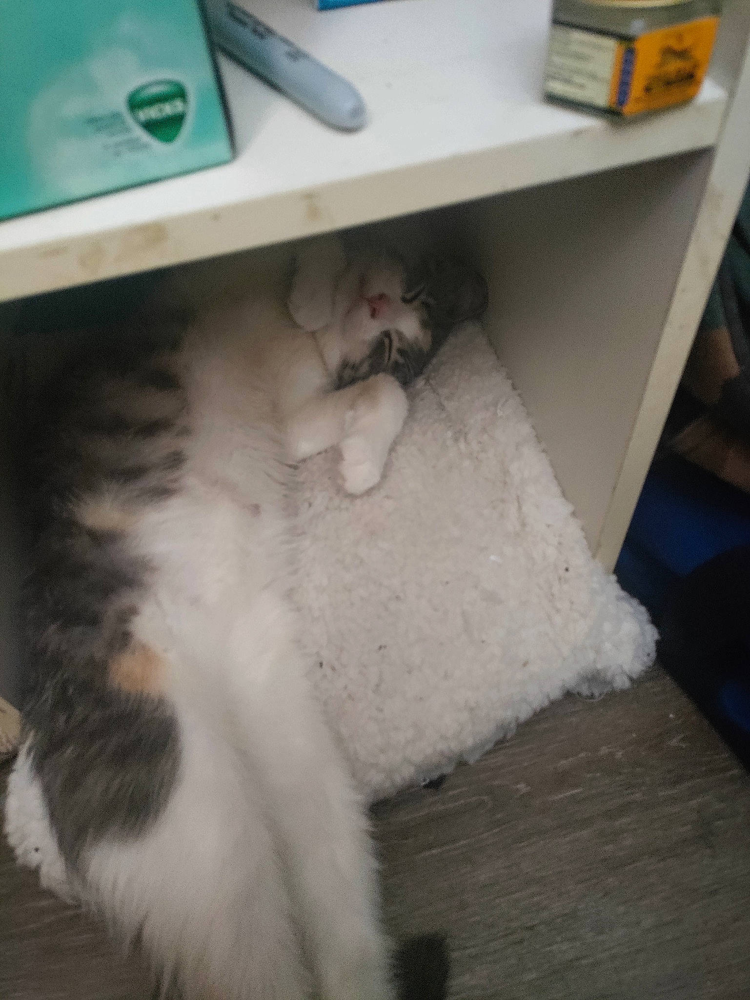 Harley Quinn is registered to the contest to win money with this photo: carnivore, cat, comfort, companion_dog, domestic_short_haired_cat, felidae, floor, flooring, foot, fur, hardwood, input_device, paw, room, shelf, shelving, small_to_medium_sized_cats, tail, whiskers, wood