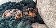 Winnie joined the competition — help win amazing prizes! puppy, dog, sleeping, blanket, couch, cozy, nap, fur, pet, domestic_animal, relaxation, brown, black, spotted, canine, indoor, resting, cute, soft, animal