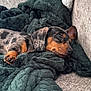 puppy, dog, sleeping, blanket, couch, cozy, nap, fur, pet, domestic_animal, relaxation, brown, black, spotted, canine, indoor, resting, cute, soft, animal