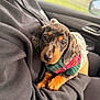 Winnie is registered to the contest to win money with this photo: puppy, dog, pet, animal, car_interior, person, clothing, sweater, cute, snuggling, warm, cozy, window, side_mirror, black_clothing, fur, ears, eyes, nose, paws
