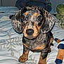puppy, dog, dachshund, bed, blanket, toy, indoor, pet, cute, animal, fur, ears, nose, eyes, sitting, looking, front_view, cozy, spot_pattern, young