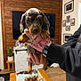 puppy, dog, dachshund, tattoo, hand, indoor, living_room, wooden_wall, television, table, decor, plant, person, watch, black_sweater, floor, photo_frames, cute, pet, animal