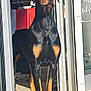 Vic participe au concours pour gagner de l'argent avec cette photo : alert, animal, black_and_tan, canine, confident, daylight, doberman, dog, doorway, interior, outside, pet, portrait, shadow, shelf, shop, standing, sunlight, tile_floor, window