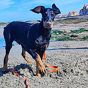 Vic participe au concours pour gagner de l'argent avec cette photo : animal, beach, blue_sky, canine, cute, daytime, doberman, dog, ears, leash, nature, outdoor, pet, playful, puppy, residential_houses, rocks, sand, sunny, water