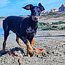 animal, beach, blue_sky, canine, cute, daytime, doberman, dog, ears, leash, nature, outdoor, pet, playful, puppy, residential_houses, rocks, sand, sunny, water