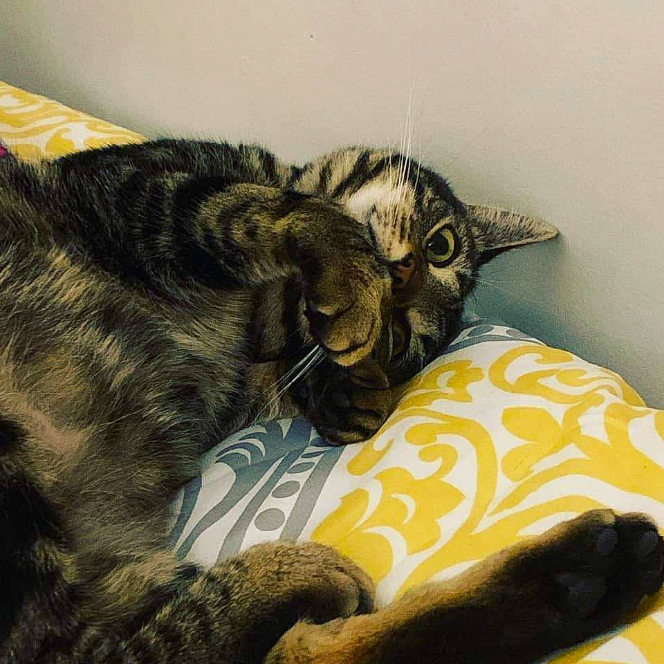 Stella Mae joined the competition — help win amazing prizes! bed, bedding, black_cat, carnivore, cat, cat_supply, claw, comfort, domestic_short_haired_cat, felidae, fur, linens, nap, paw, sleep, small_to_medium_sized_cats, snout, square, tail, whiskers