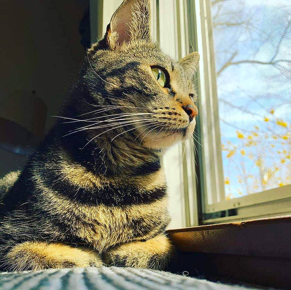 Stella Mae joined the competition — help win amazing prizes! carnivore, cat, claw, domestic_short_haired_cat, felidae, fur, metal, paw, sitting, sky, small_to_medium_sized_cats, snout, tail, terrestrial_animal, tree, whiskers, wildlife, window