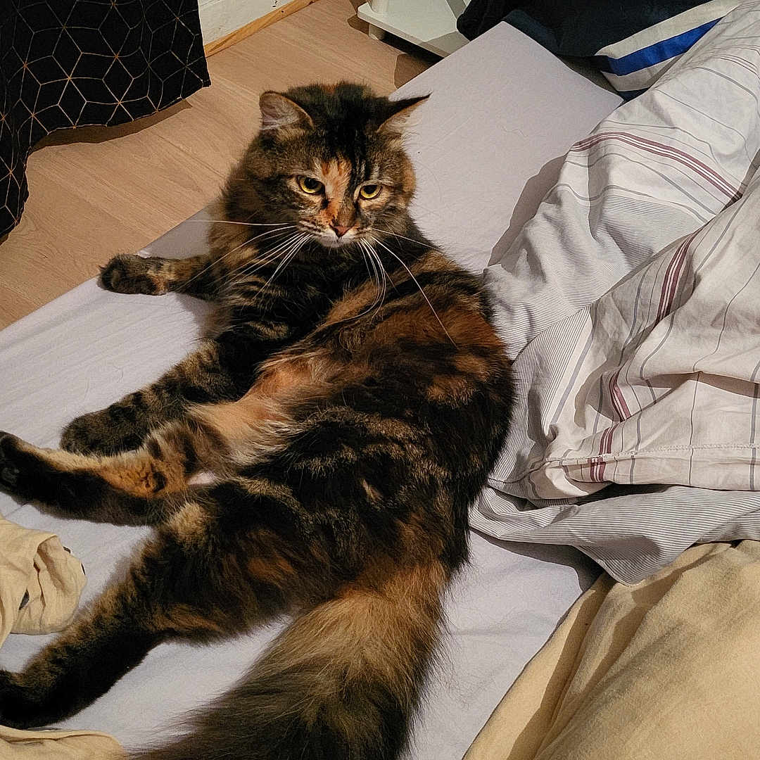 Simba participe au concours pour gagner de l'argent avec cette photo : abyssinian, animal, architecture, barstool, bed, bedroom, blanket, cat, couch, cushion, furniture, hardwood, homedecor, indoors, kitten, manx, pet, plywood, room, wood