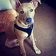 Dime is registered to the contest to win money with this photo: dog, canine, pet, indoor, carpet, harness, brown, sitting, ears, paw, floor, animal, looking, cute, young, domestic, portrait, companion, household, friendly