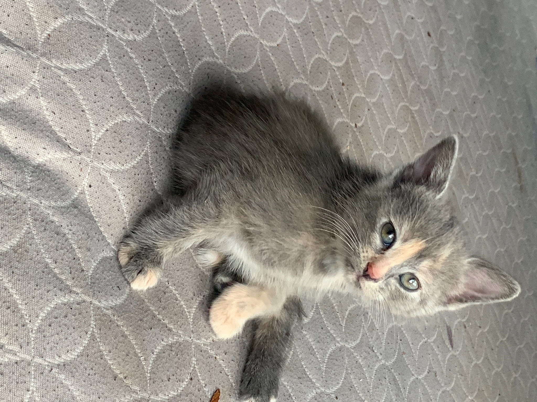 Luna is registered to the contest to win money with this photo: carnivore, cat, cat_toy, claw, curious, domestic_short_haired_cat, eye, felidae, fur, grey, paw, photo_caption, small_to_medium_sized_cats, snout, tail, terrestrial_animal, whiskers, wildlife