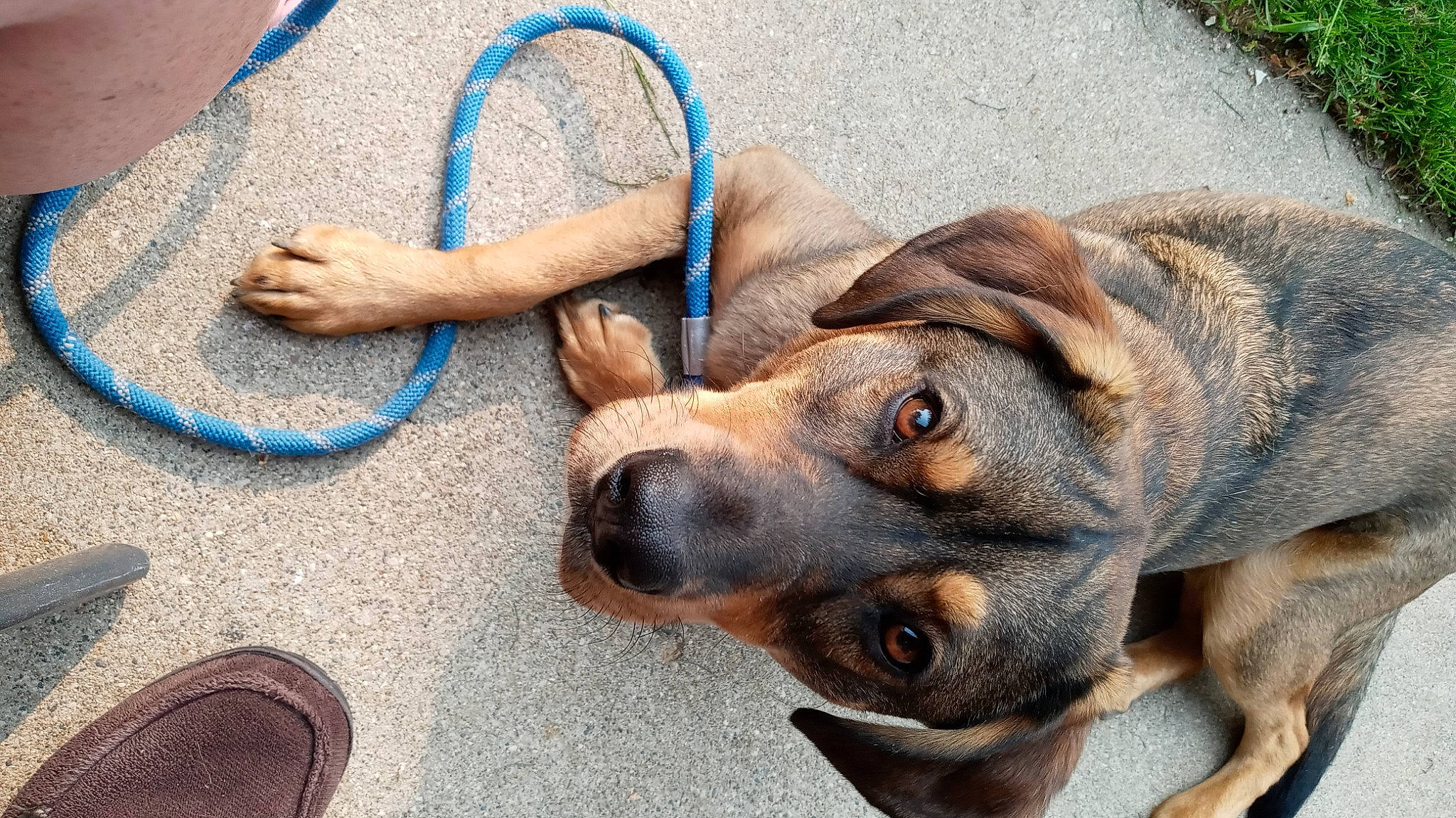 Griffin is registered to the contest to win money with this photo: canidae, carnivore, collar, companion_dog, dog, dog_breed, fawn, flooring, fur, guard_dog, paw, pet_supply, puppy, snout, sporting_group, street_dog, terrestrial_animal, whiskers, working_animal, working_dog