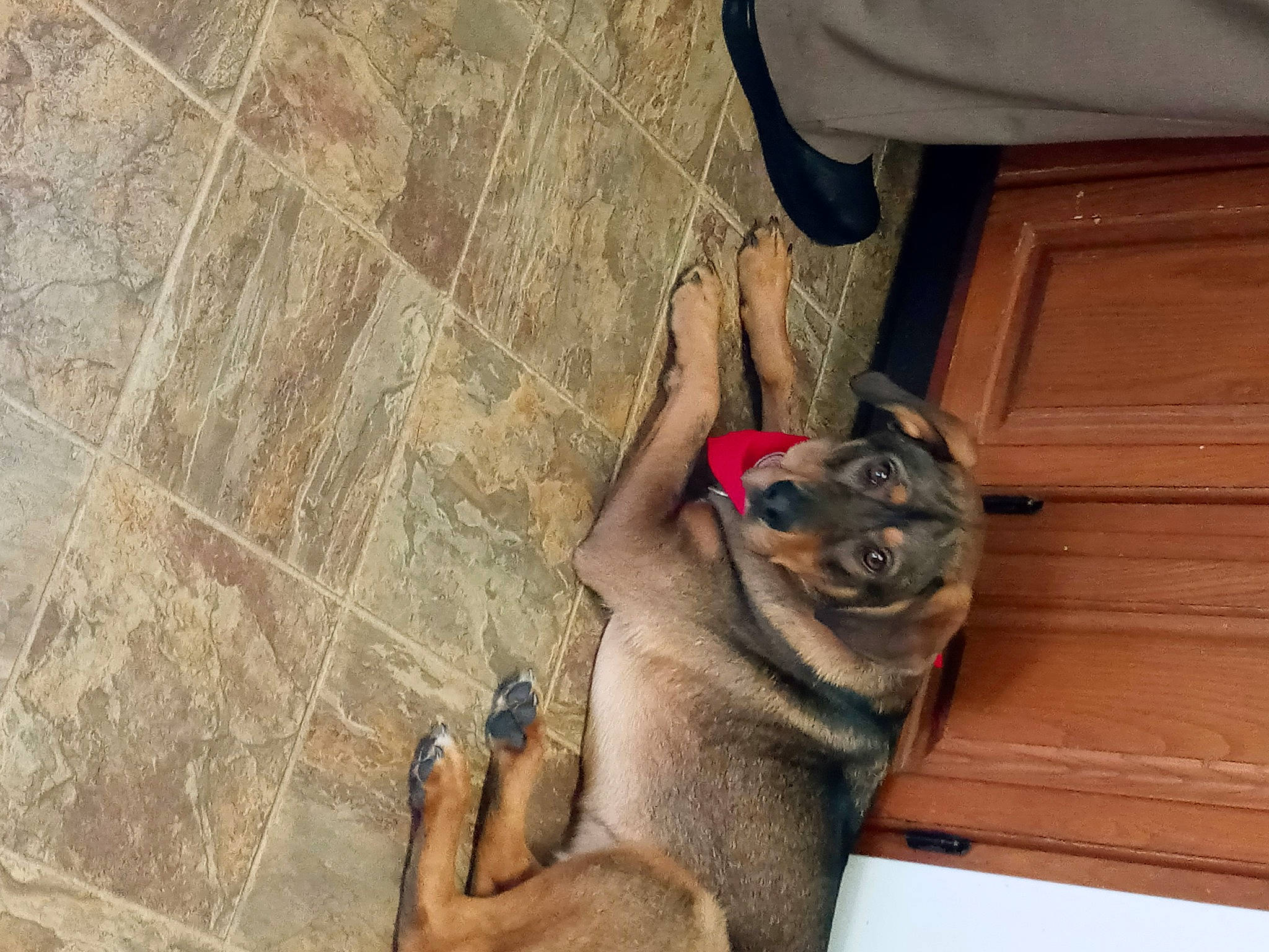 Griffin is registered to the contest to win money with this photo: art, carnivore, companion_dog, concrete, dog, domestic_short_haired_cat, fawn, felidae, floor, flooring, foot, fur, hardwood, human_leg, paw, small_to_medium_sized_cats, tail, whiskers, wood, wrinkle