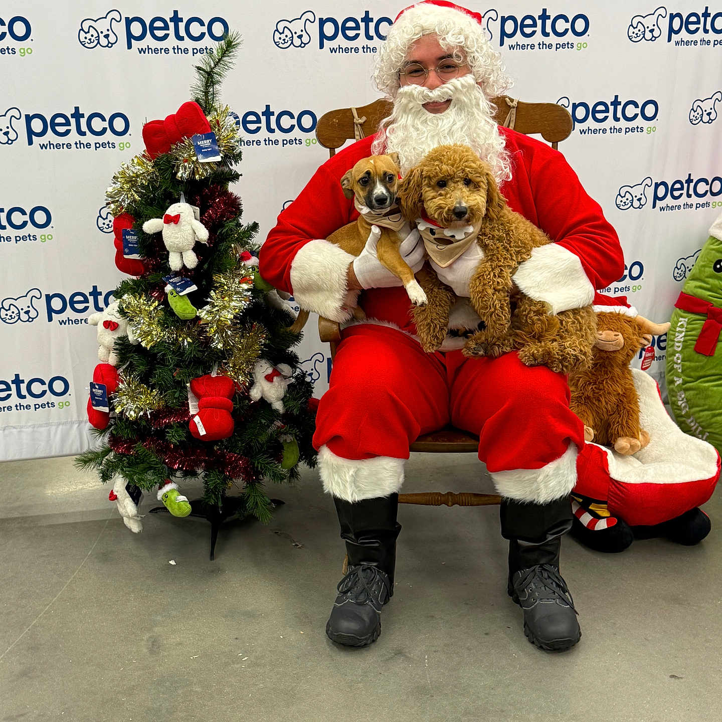 Julieta Violet joined the competition — help win amazing prizes! background, bandana, boots, celebration, chair, christmas_tree, costume, cute, decorations, dog, festive, glasses, holiday, indoor, pet_photography, petco, plush_toys, posing, santa_claus, smiling