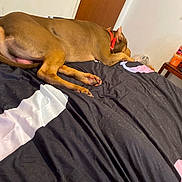 Coba Rodriguez is registered to the contest to win money with this photo: dog, brown_dog, bed, bedspread, collar, indoor, resting, sleeping, wooden_door, table, plastic_bag, orange_container, floor, paw, fur, animal, pet, relaxing, canine, furniture