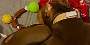 Coba Rodriguez joined the competition — help win amazing prizes! dog, brown_dog, sleeping, blanket, red_blanket, paw_print, toy, green_ball, yellow_ball, rope_toy, collar, indoor, floor, wall, pipe, pet, resting, fur, canine, relaxing