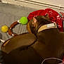 blanket, brown_dog, canine, collar, dog, floor, fur, green_ball, indoor, paw_print, pet, pipe, red_blanket, relaxing, resting, rope_toy, sleeping, toy, wall, yellow_ball