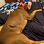Coba Rodriguez joined the competition — help win amazing prizes! dog, brown_dog, bed, blanket, indoor, sleeping, pet, canine, collar, resting, furniture, comfort, cozy, animal, home, relaxation, paw, tail, muzzle, room