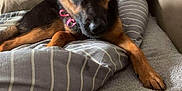 Ava Lee Casey is registered to the contest to win money with this photo: animal, bed, blanket, canine, collar, comfort, cozy, cute, dog, ears, fur, german_shepherd, home, indoor, looking, pet, pillow, puppy, resting, young