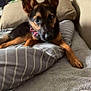animal, bed, blanket, canine, collar, comfort, cozy, cute, dog, ears, fur, german_shepherd, home, indoor, looking, pet, pillow, puppy, resting, young