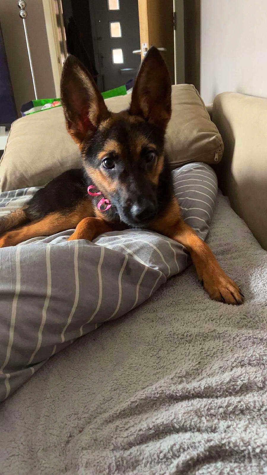 Ava Lee Casey is registered to the contest to win money with this photo: animal, bed, blanket, canine, collar, comfort, cozy, cute, dog, ears, fur, german_shepherd, home, indoor, looking, pet, pillow, puppy, resting, young