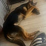 Ava Lee Casey is registered to the contest to win money with this photo: adidas, animal, black_and_tan, cage, casual, covering_face, crate, dog, floor, german_shepherd, indoor, lying_down, paw, person, pet, puppy, resting, shoe, sneaker, wooden_floor