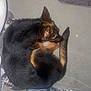 Ava Lee Casey is registered to the contest to win money with this photo: animal, black_and_tan, canine, clothes, curled_up, dog, domestic, floor, fur, german_shepherd, household, indoor, laundry_basket, mat, nose, pet, quiet, resting, shoe, sleeping
