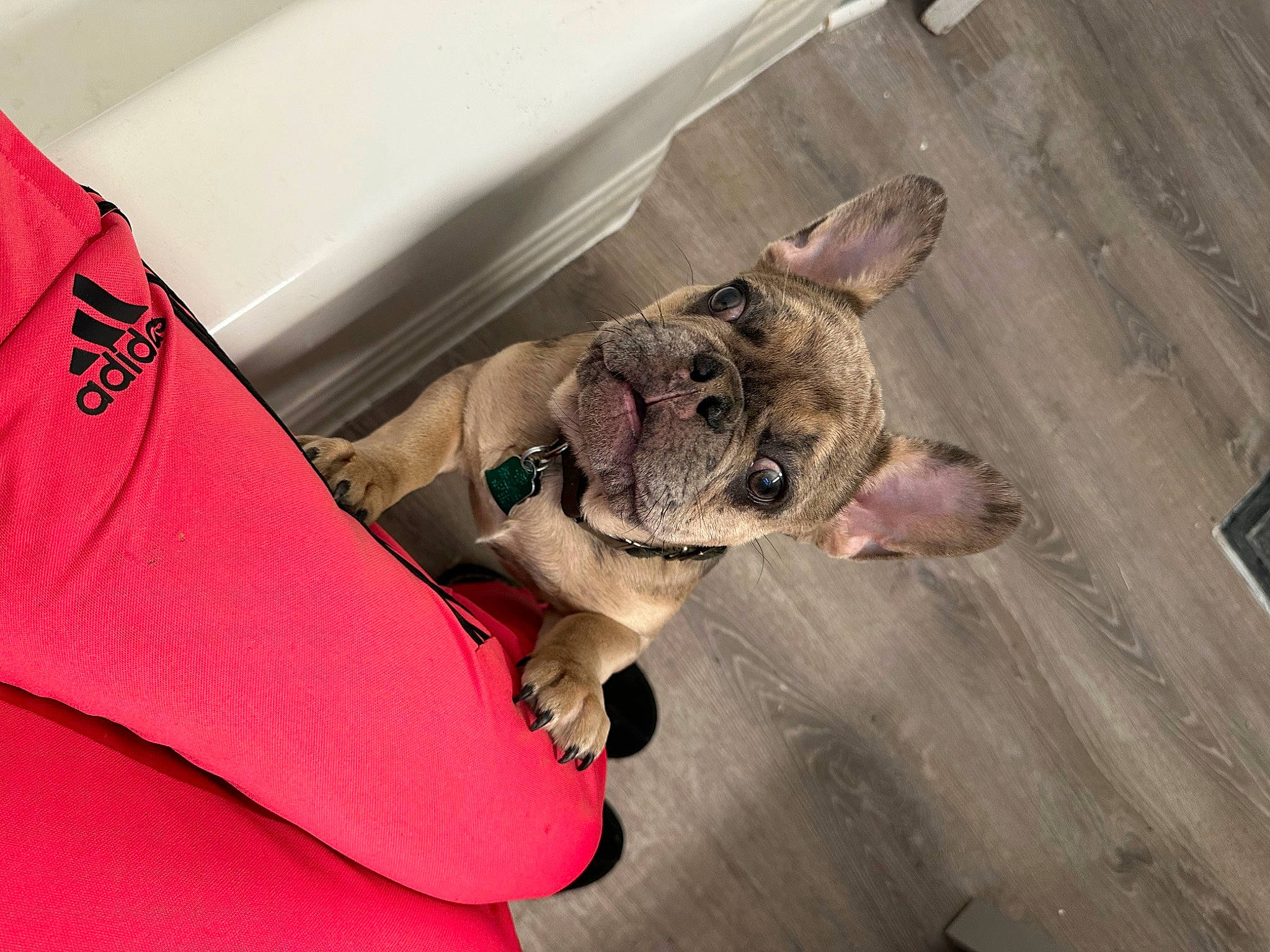 Prime joined the competition — help win amazing prizes! bulldog, canidae, carnivore, collar, comfort, companion_dog, dog, dog_breed, dog_clothes, dog_collar, dog_supply, fawn, leash, paw, pink, snout, sporting_group, toy_dog, whiskers, working_animal